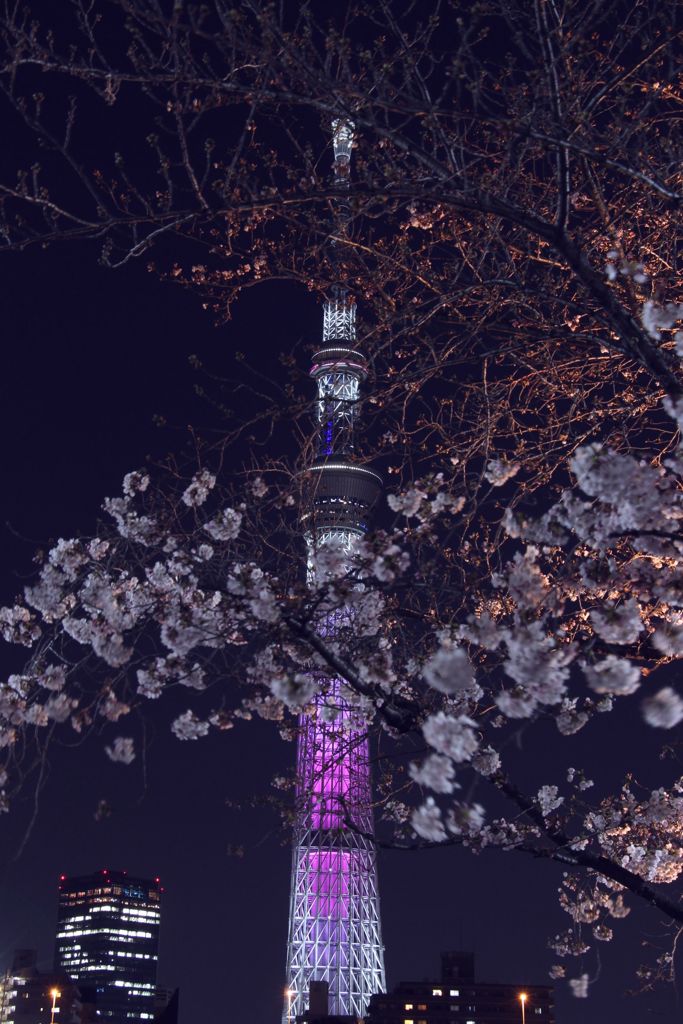 桜三分咲き