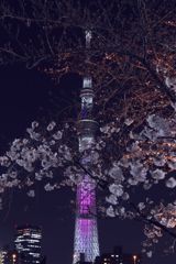 桜三分咲き