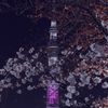 桜三分咲き