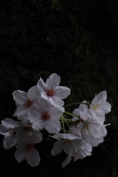 目黒川の桜2017