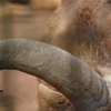 角＠Ueno Zoo