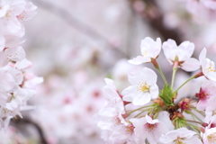 目黒川の桜2017