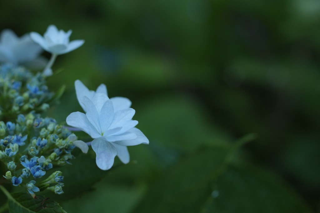 八重の花びらが光る