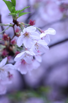 目黒川の桜2017