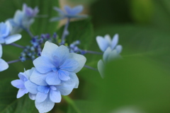 八重の花びらに惹かれ