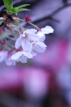 目黒川の桜2017