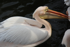 白鳥になりたかったペリカン＠Ueno Zoo