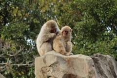 サル山のてっぺんで＠Ueno Zoo