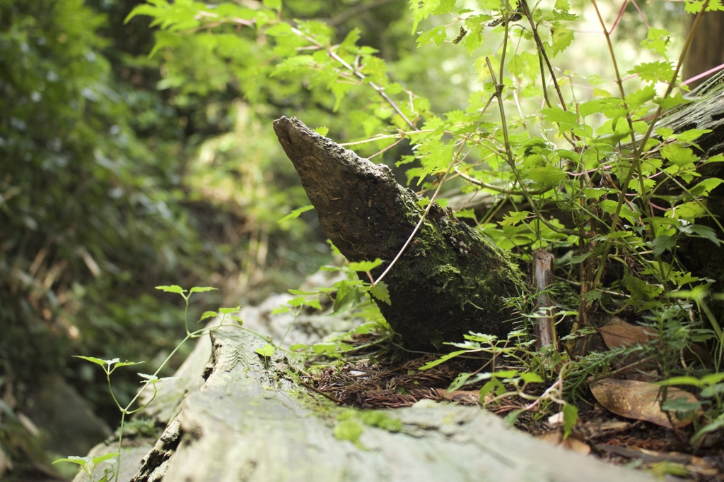 山の崩れた木の中に...