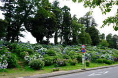 紫陽花のバス停
