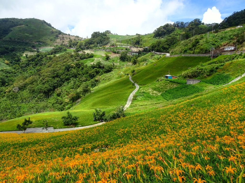 台湾の山奥に咲く花ワスレグサ