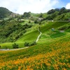 台湾の山奥に咲く花ワスレグサ