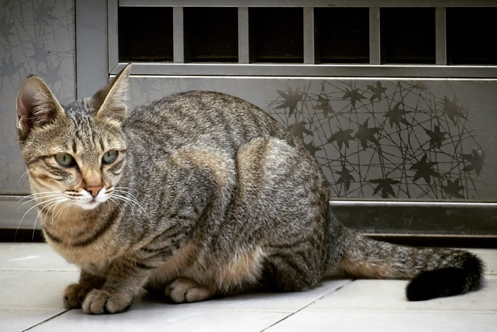 台湾の子トラ