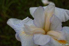 花菖蒲_座間谷戸山公園