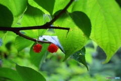 木の実_座間谷戸山公園