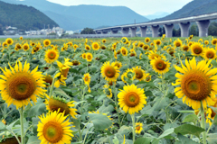 熊野川町のヒマワリ