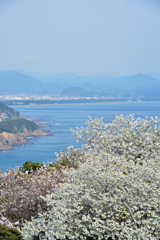 桜と煙樹ケ浜
