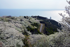 桜と煙樹ケ浜②