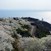 桜と煙樹ケ浜②