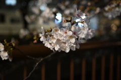 中目黒 桜 2020（６）
