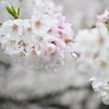 中目黒 桜 2020（１０）