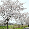 春木川 2020（２）