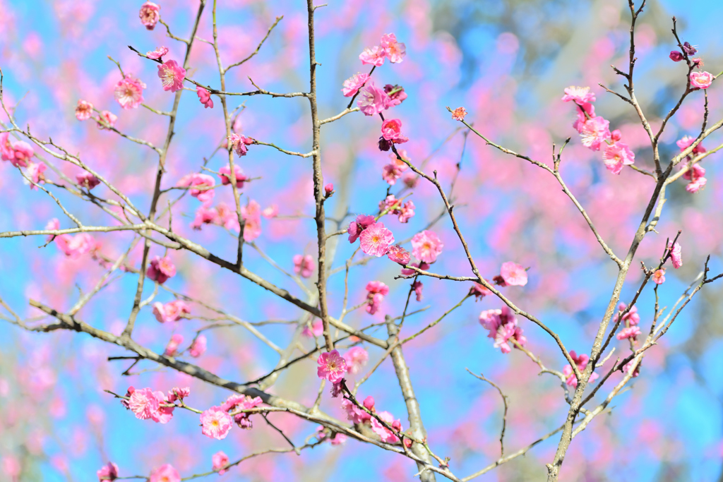 戸定が丘歴史公園