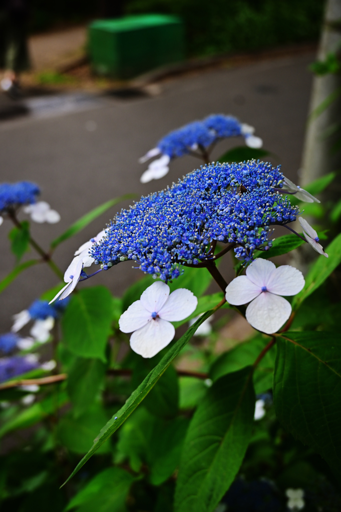 本土寺／令和３年５月２９日