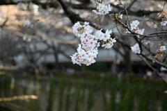 中目黒 桜 2020（５）