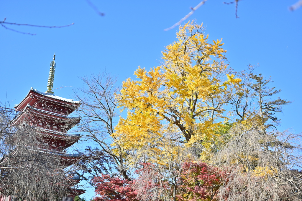 日蓮宗本山 平賀本土寺／2021年秋