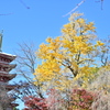 日蓮宗本山 平賀本土寺／2021年秋