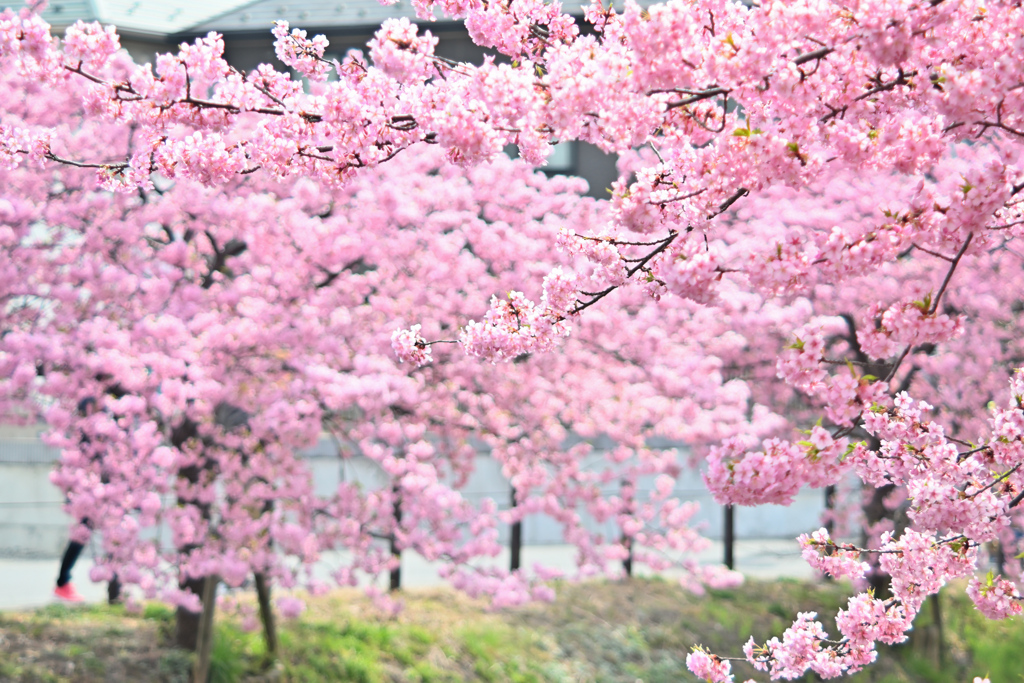 松戸宿坂川の河津桜2022／河津桜