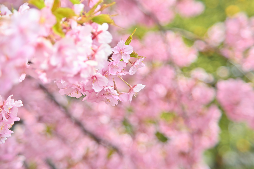 松戸宿坂川の河津桜2022／河津桜