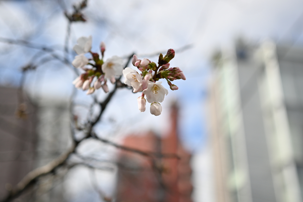 中目黒 桜 2020（１）