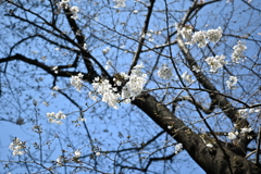 中目黒 桜 2020（３）