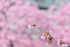 松戸宿坂川の河津桜2022／河津桜