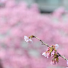 松戸宿坂川の河津桜2022／河津桜