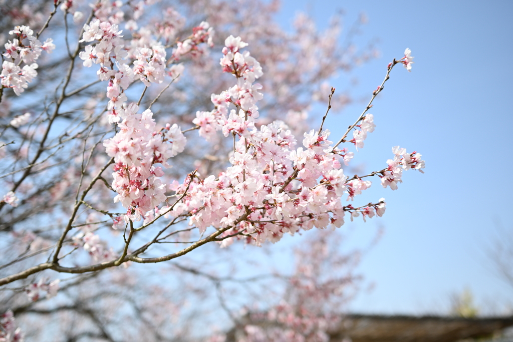 ゆいの花公園 2020（１）