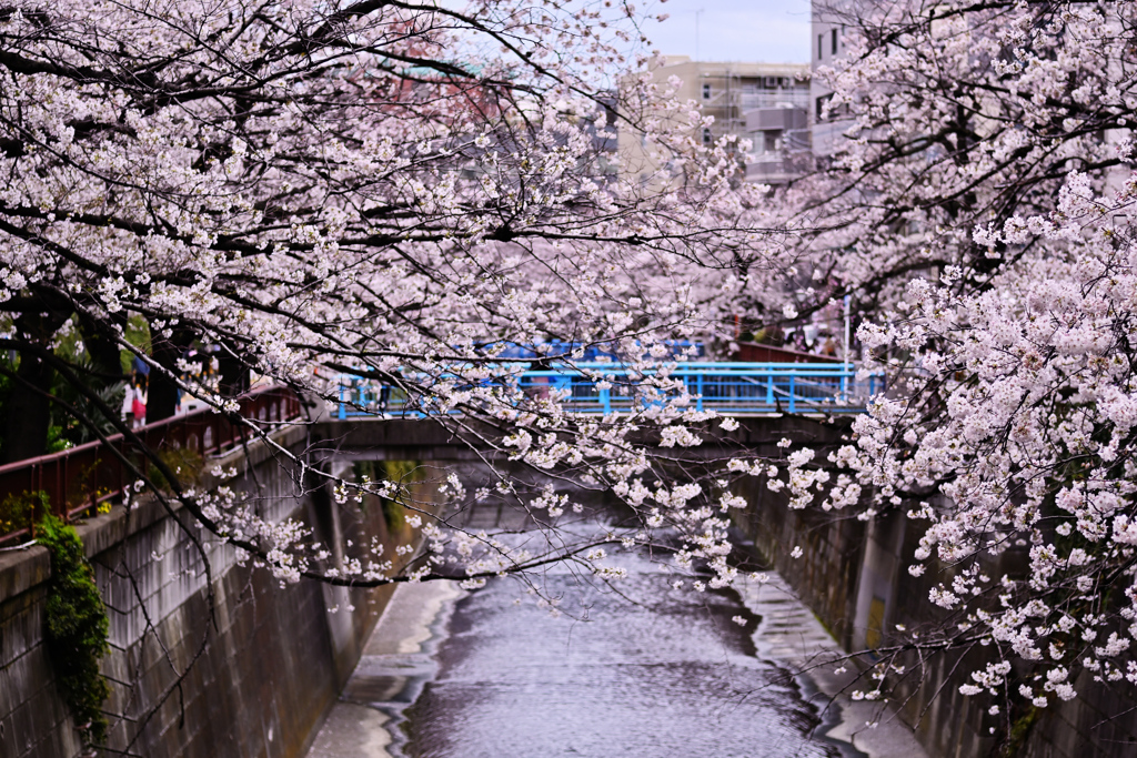 中目黒 桜 2022