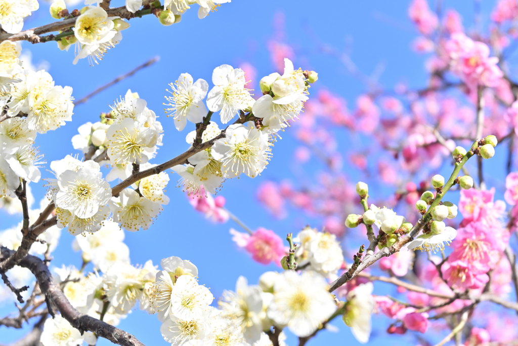 戸定が丘歴史公園の戸定黄梅