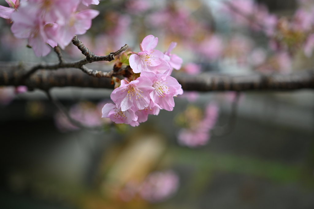 河津桜／松戸宿坂川 2020 （２）