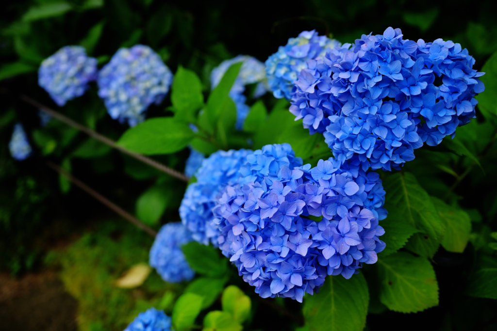 本土寺／令和３年６月６日