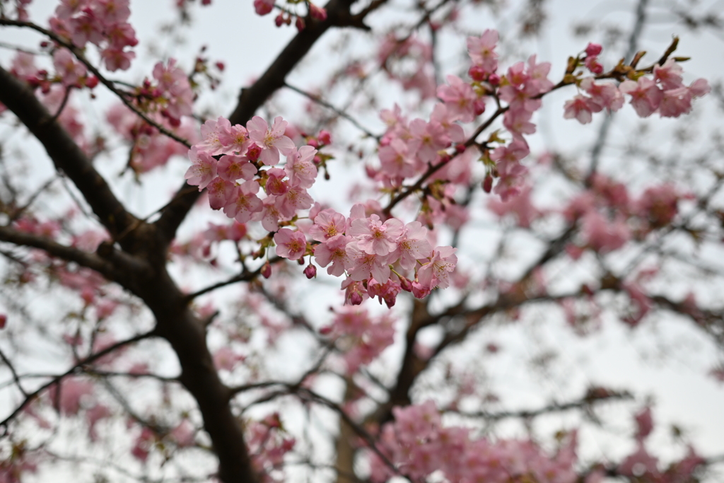 河津桜／松戸宿坂川　2020 （４）