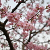河津桜／松戸宿坂川　2020 （４）