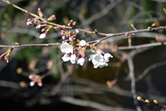 中目黒 桜 2020（２）