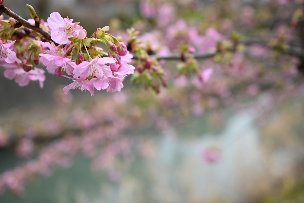 河津桜／松戸宿坂川 2020（１）