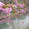 河津桜／松戸宿坂川 2020（１）