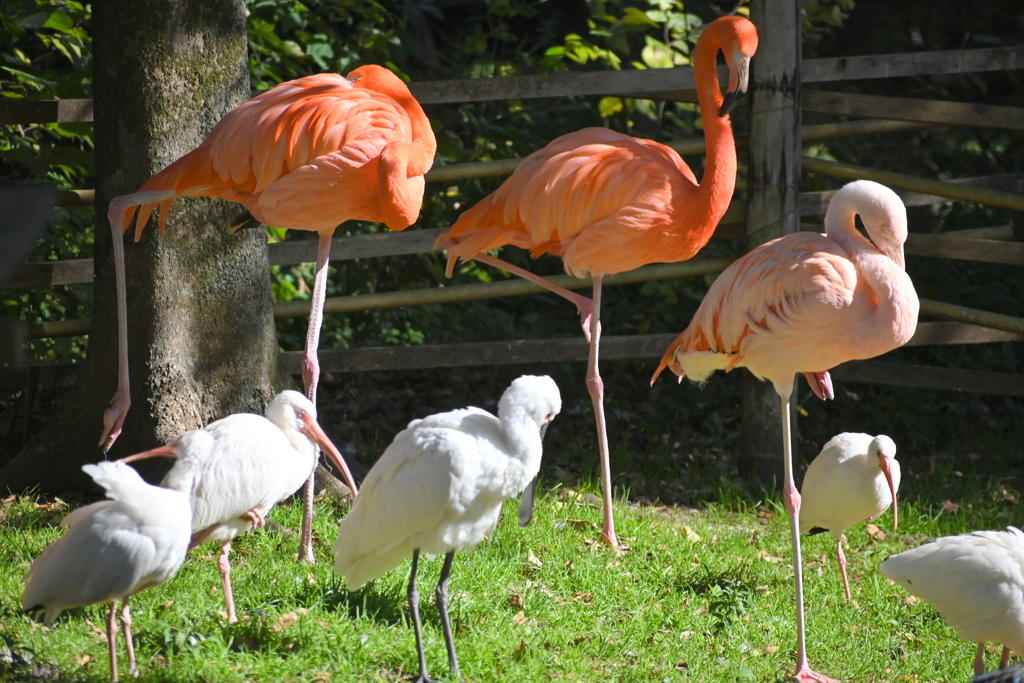 2021/11/13 市川市動植物園にて