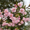 河津桜／松戸宿坂川 2020 （３）
