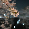 中目黒 桜 2020 （１５）